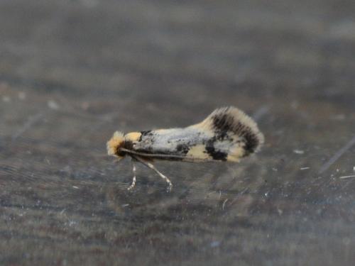 Réf. 359 438 : Lichenotinea pustulatella